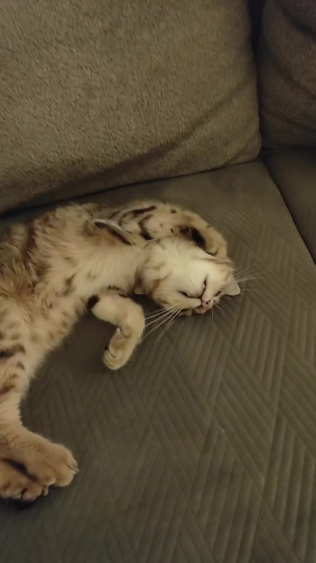 @Süsse Katze🐈