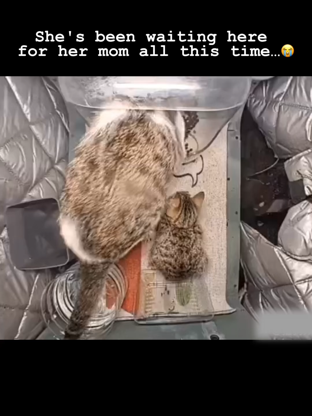 @Purrrr_eliza17