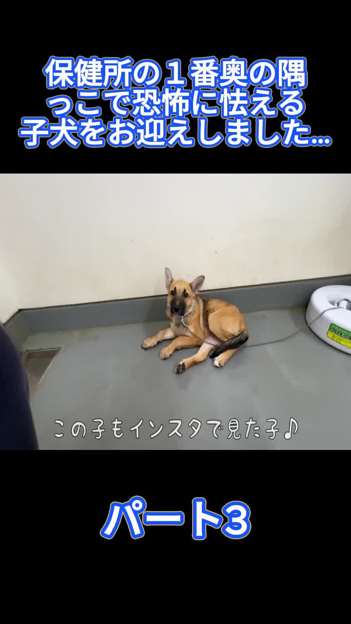 @ブルドッグぶるまるチャンネル Fan
