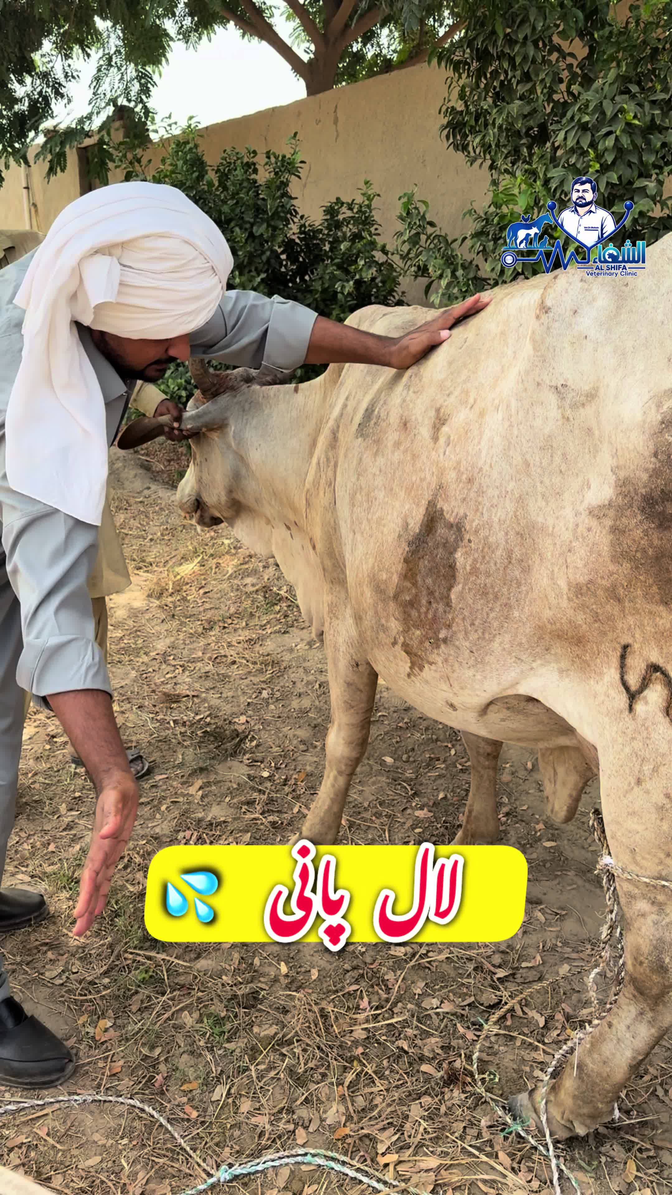 @vet.dr.mohsin4800