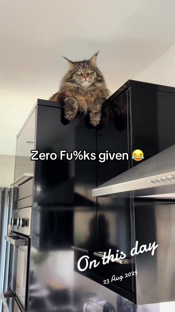@Gus & Sully Maine Coon Boys