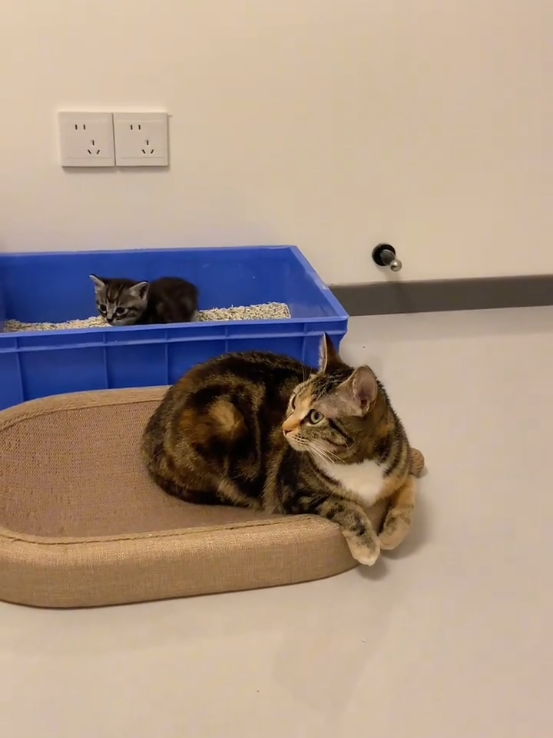 @animal family 0302