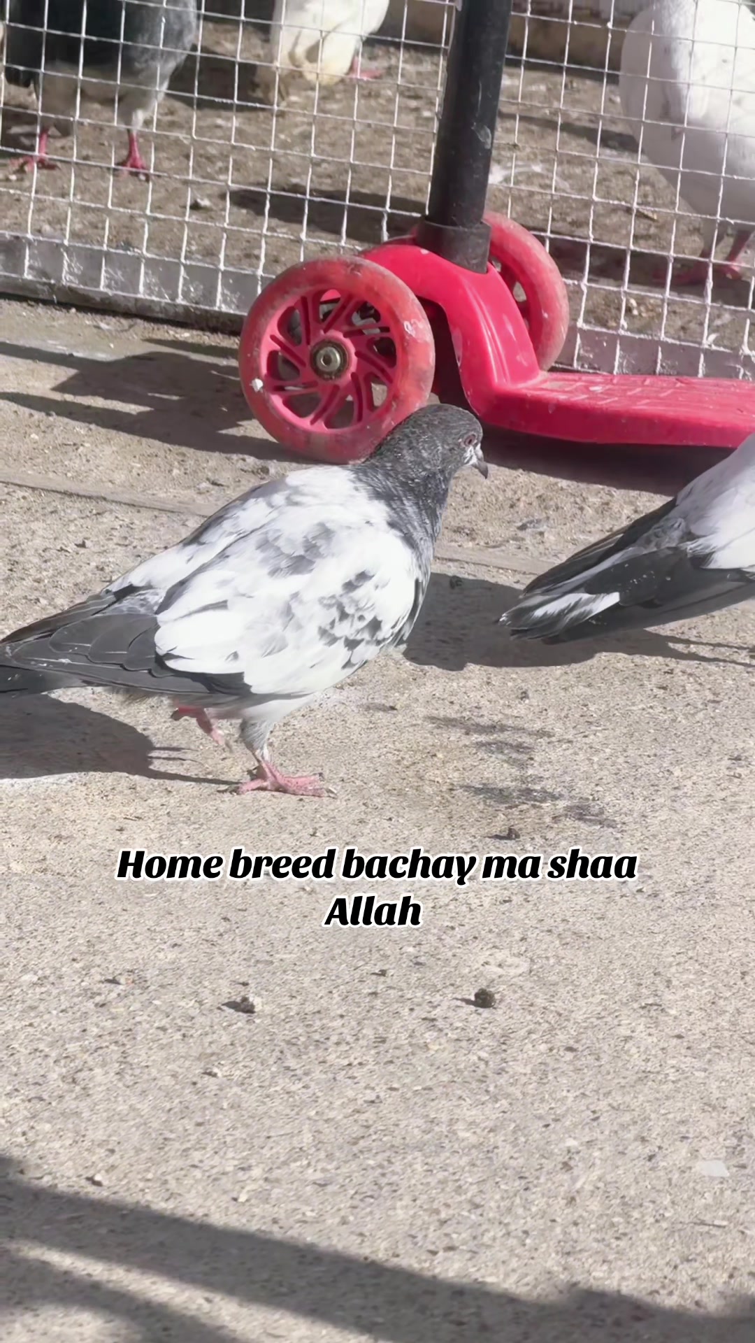 @DKB🇵🇰ĦighFlyerPigeonClub 🕊️
