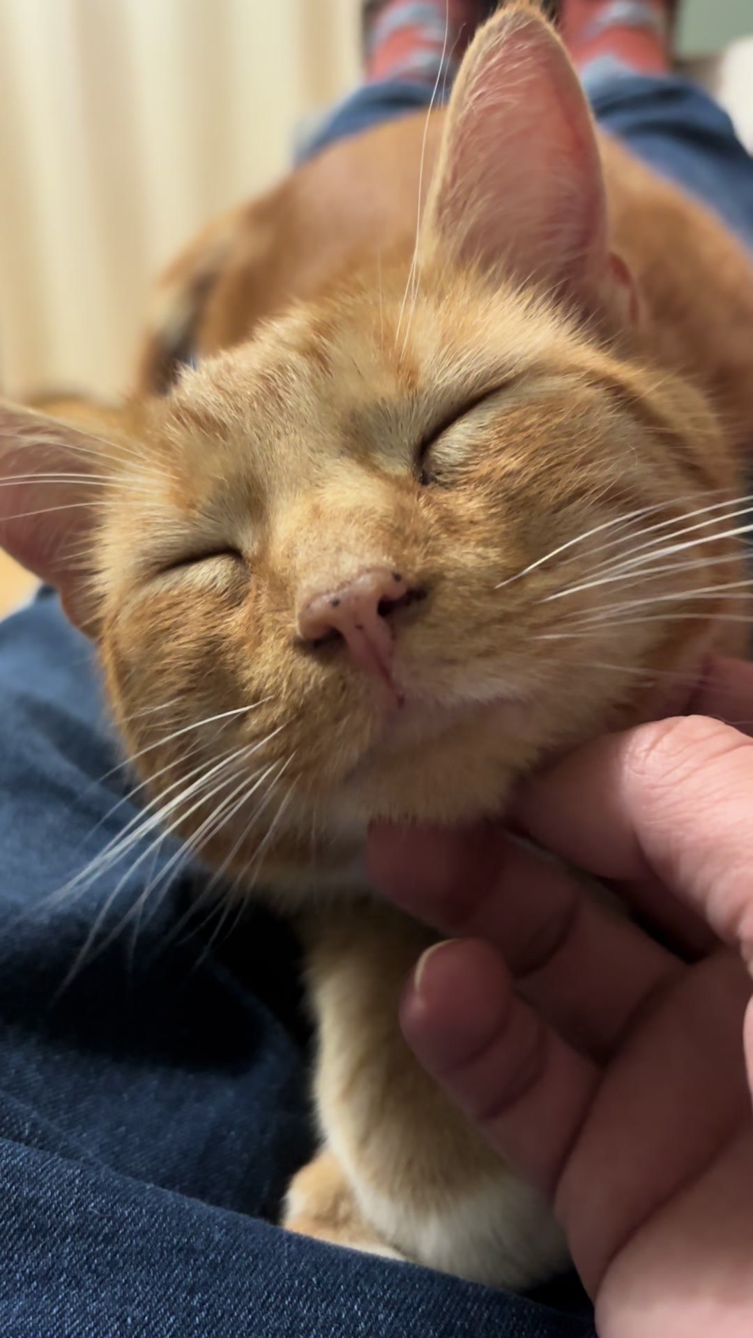 @Freddie the orange cat