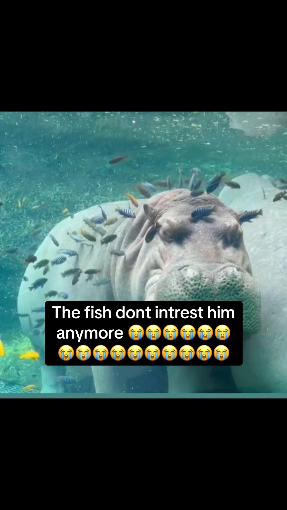@youngboba7son