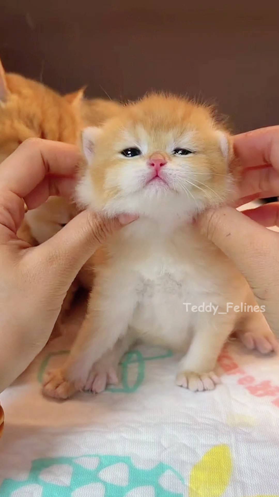 @Teddy_Felines 🧸🐾