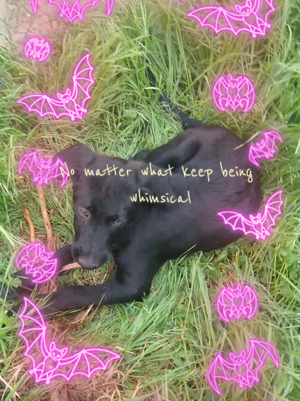 @👽🕷𝕬𝖗𝖎.🦇🕸🍷✝︎♱✟⚰️