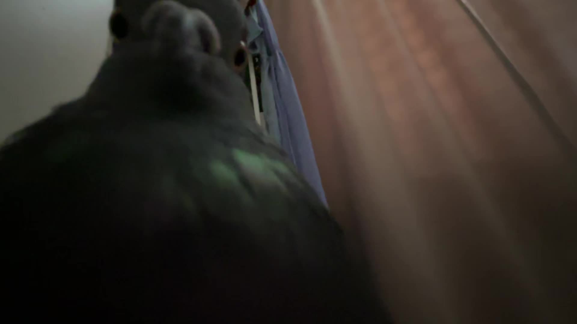 @Pigeon