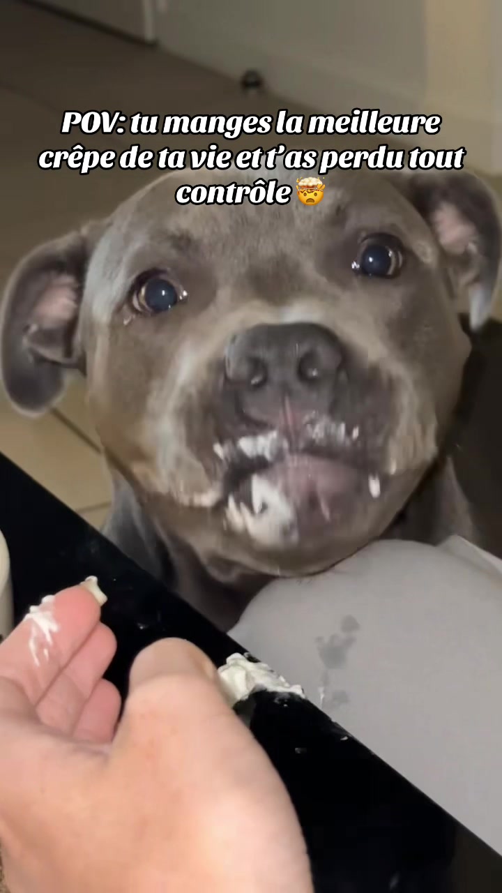 @Shadowlestaffy🐾