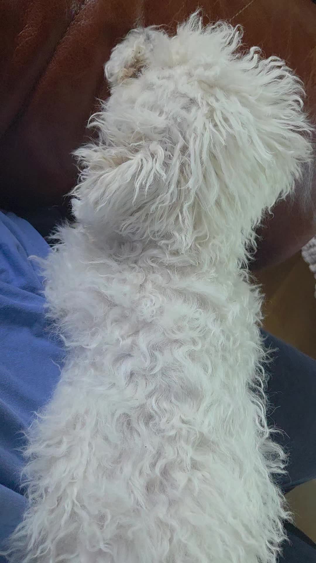 @TessiBichon