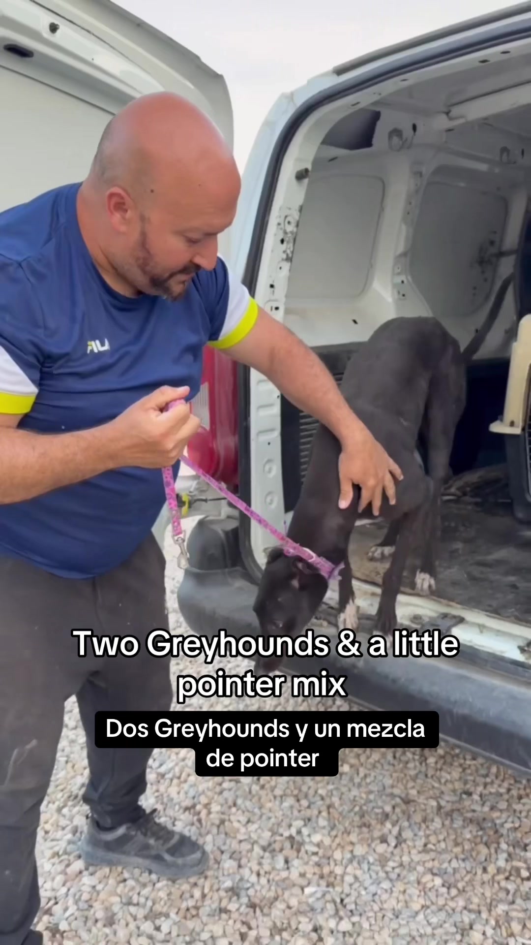 @Galgos del Sol