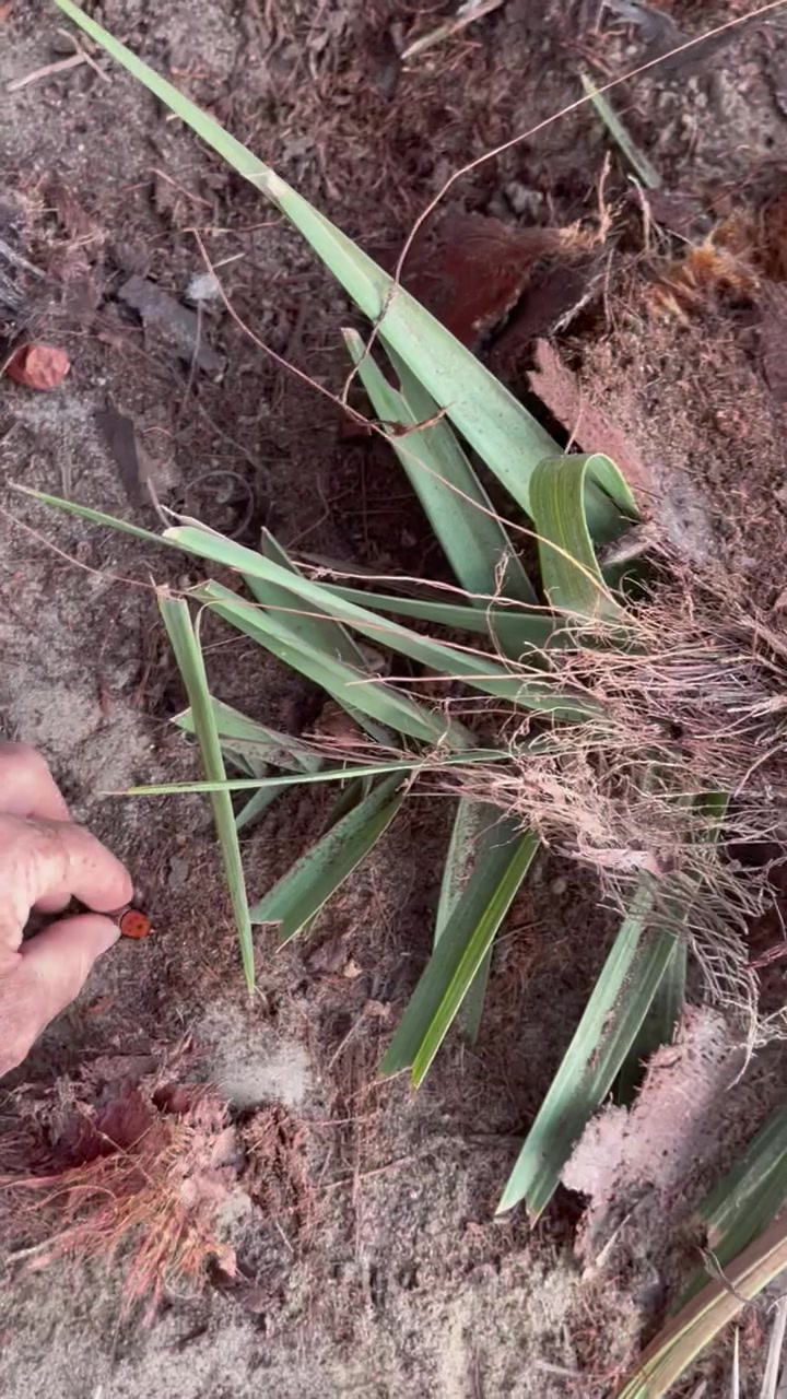 @ashkaltbiah