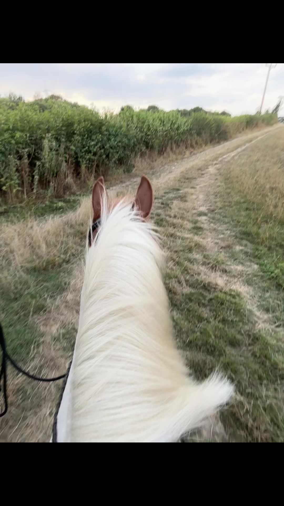 @LottiesHorseAdventures🦄🐴
