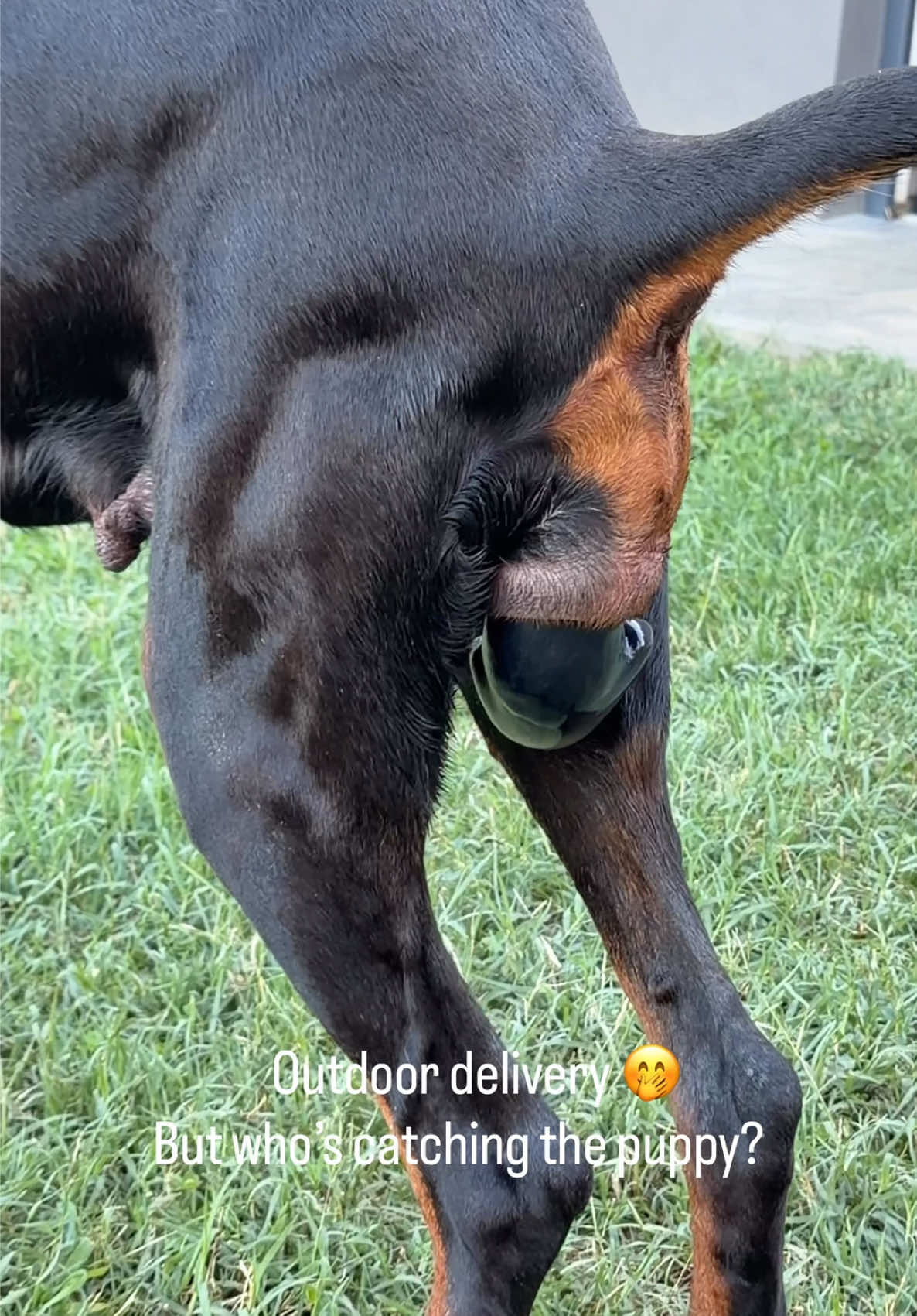 @GRAREVA dobermanns