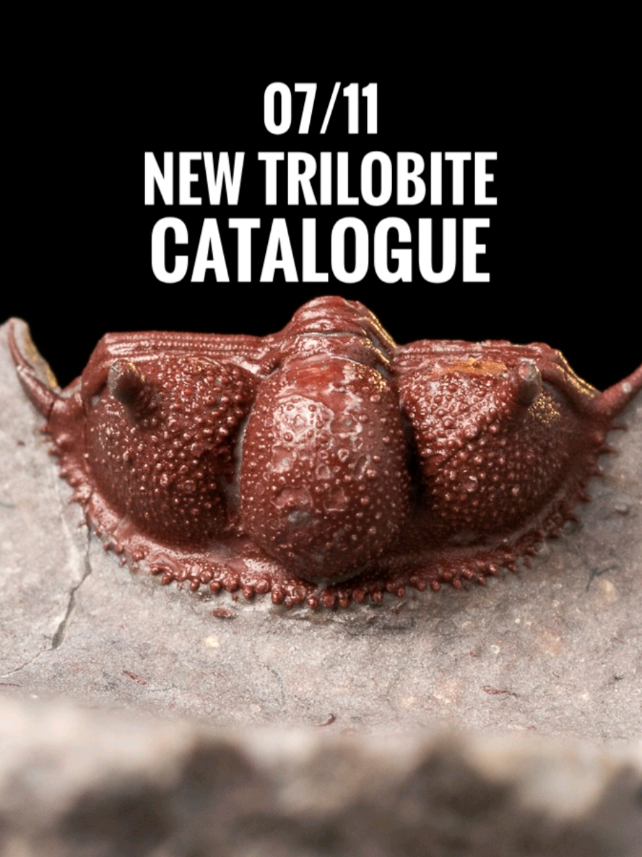 @Toptrilos