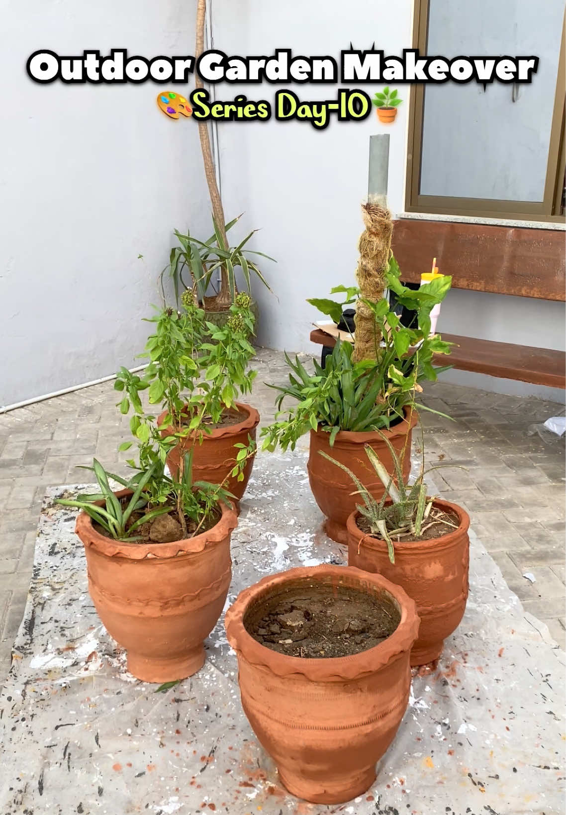 @Plantwithmomin