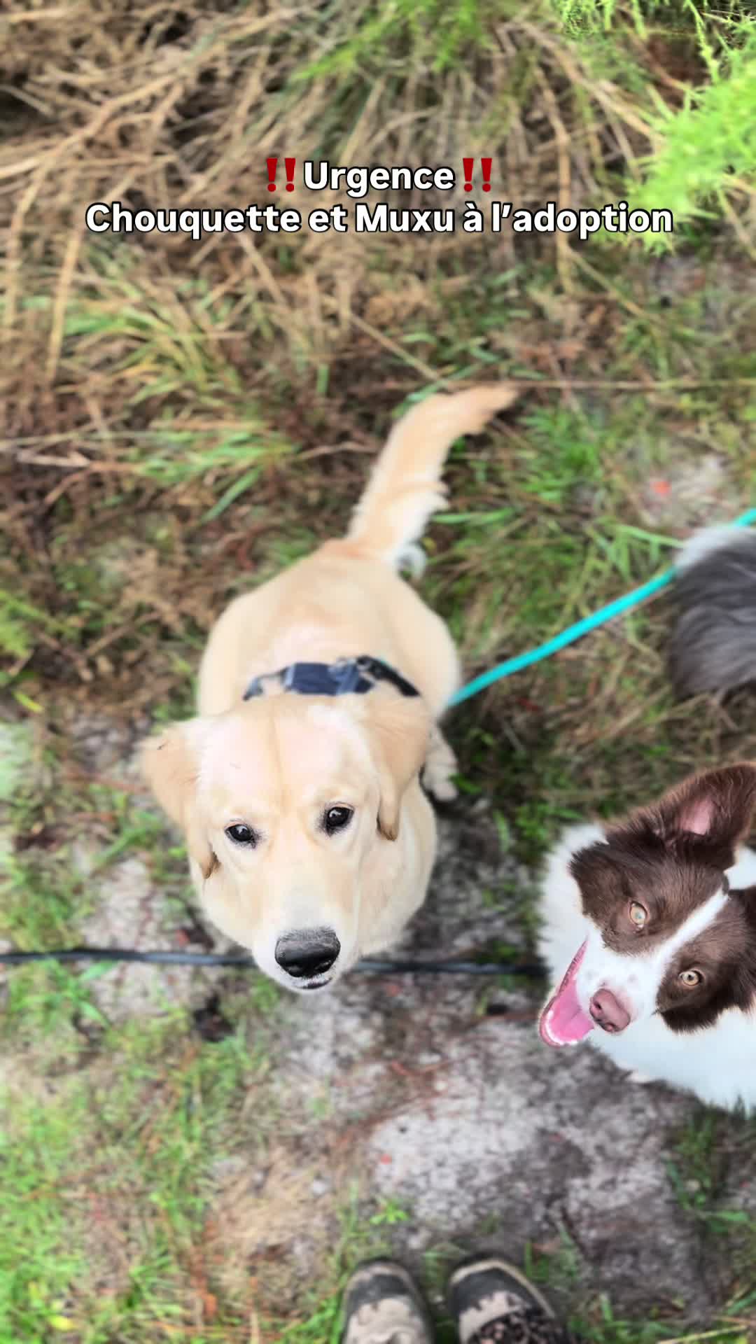 @Association Puppykittyfrance