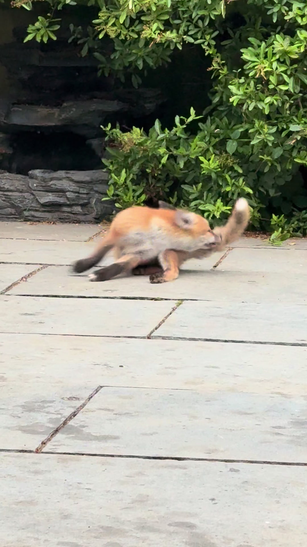 @gp_wildlife