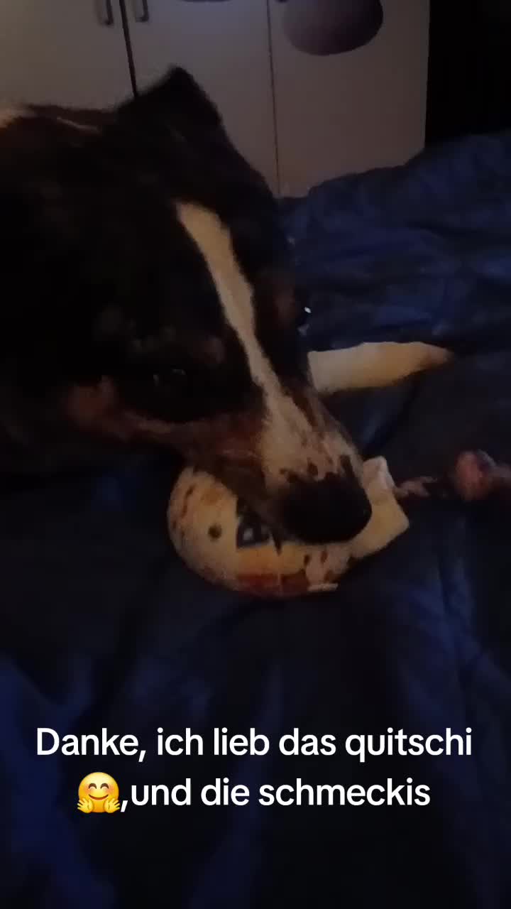 @Buddy the fundog