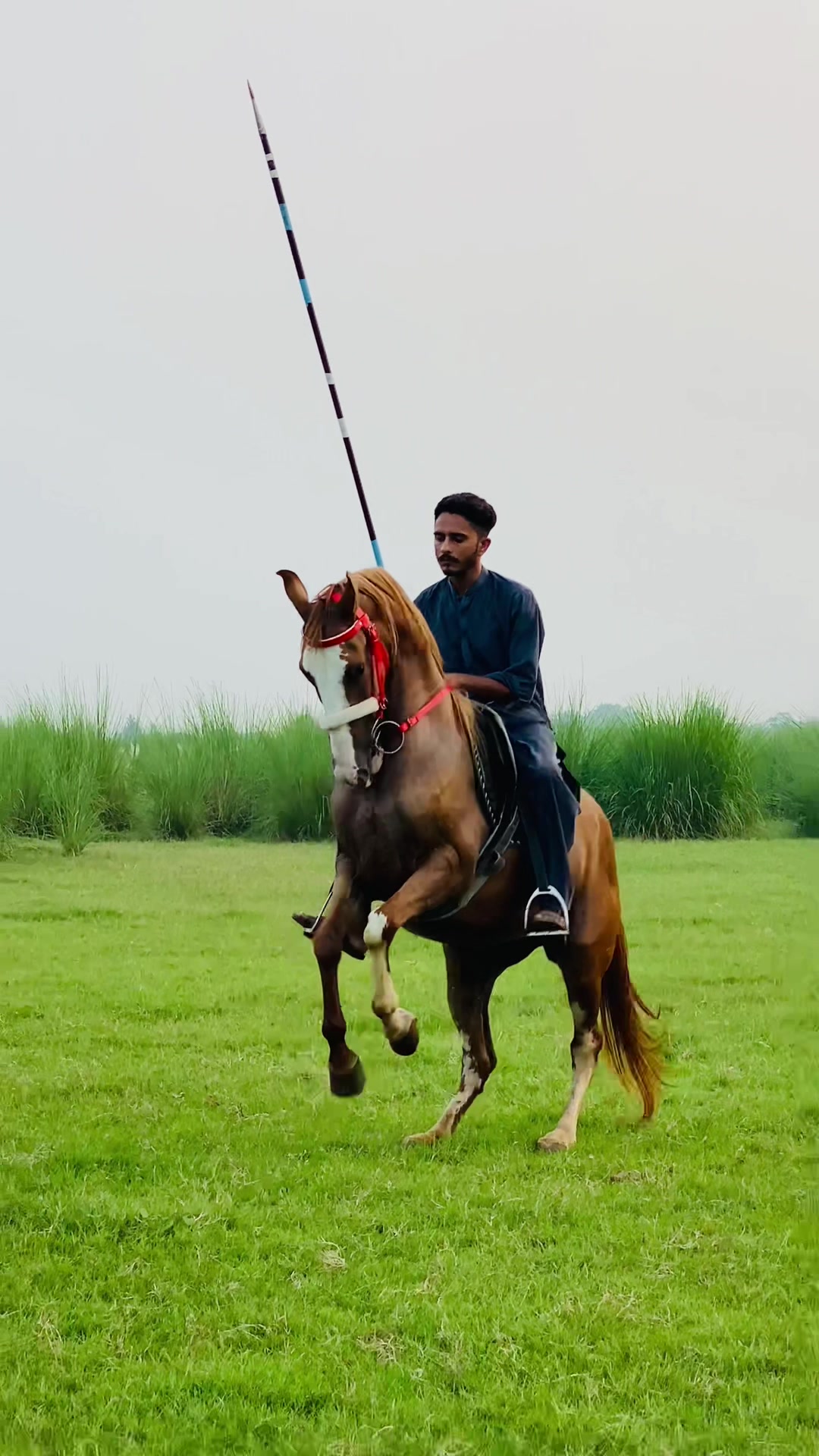 @Ch Hammad bokan &hearts;️🐎