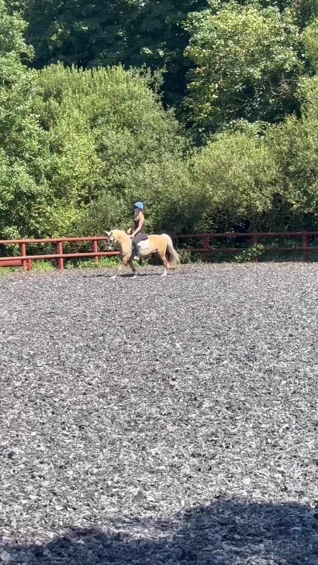 @amelia_showjumping2