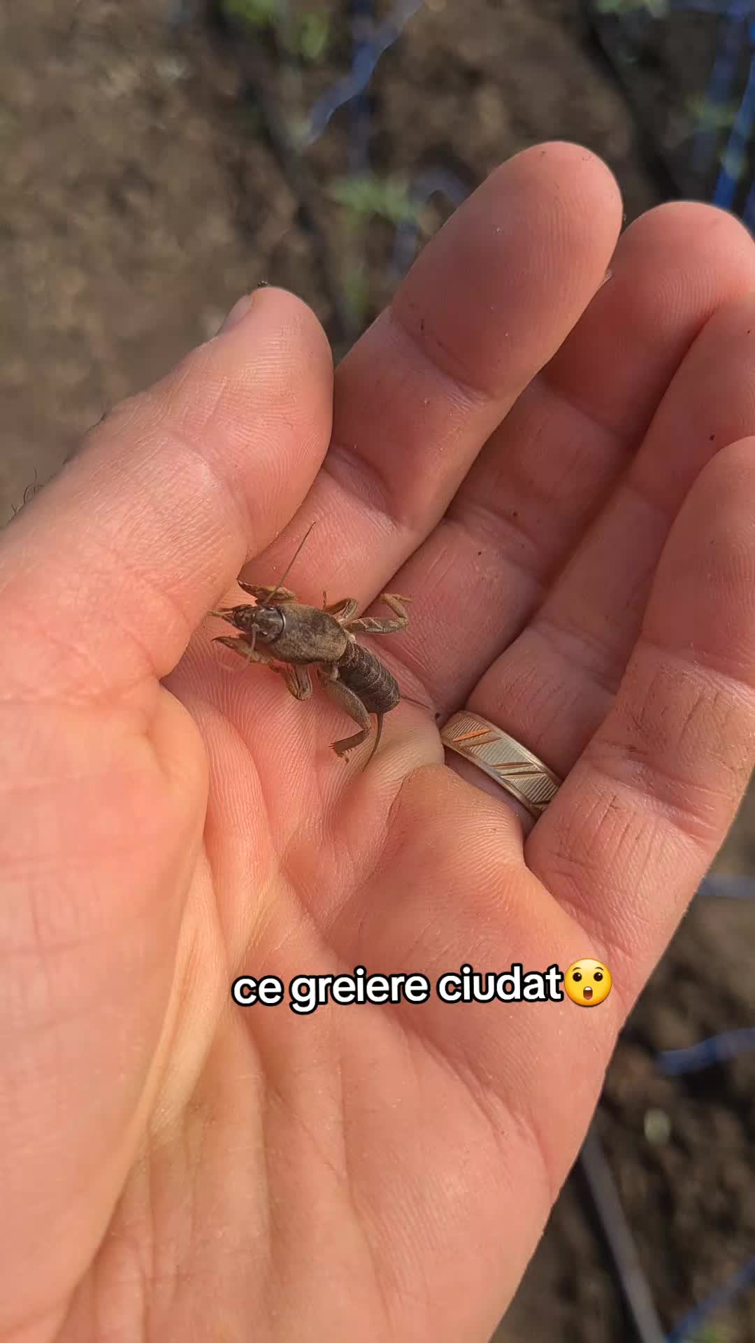 @Bogdan Hriscu