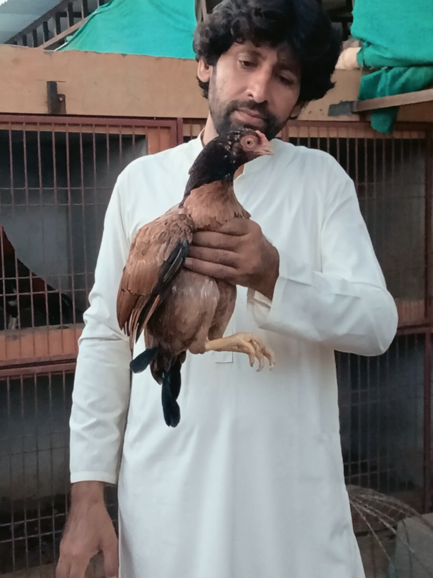 @Sajjad Aseel Farm