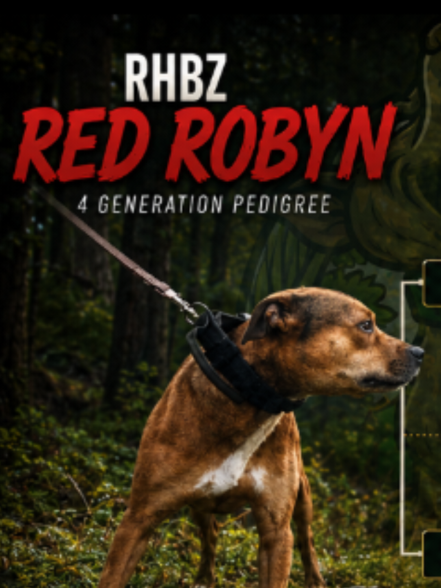 @ROBIN HOOD BULLZ UK