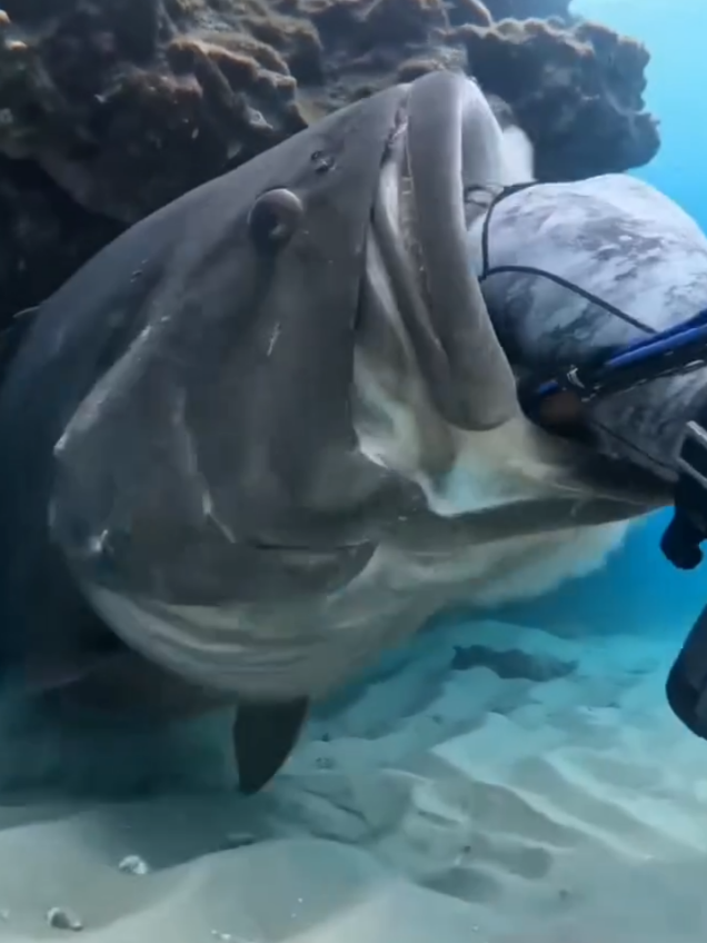 @Deep Sea 4K