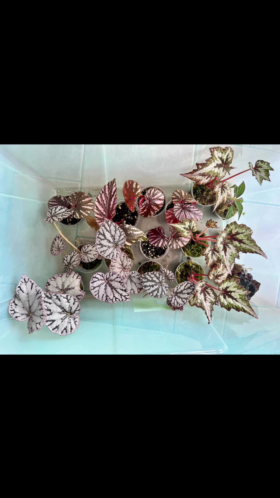 @About The Plant