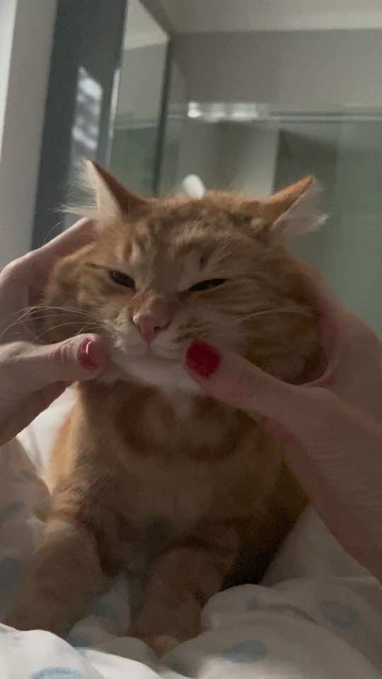 @Mitay_cat
