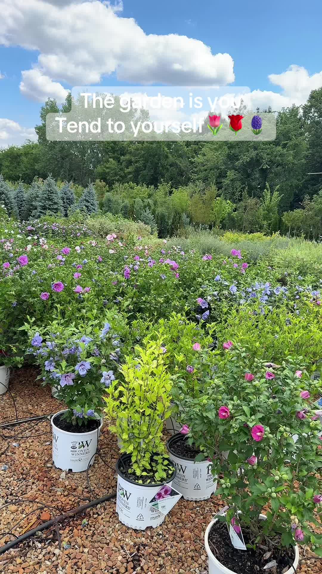 @ShonaJae