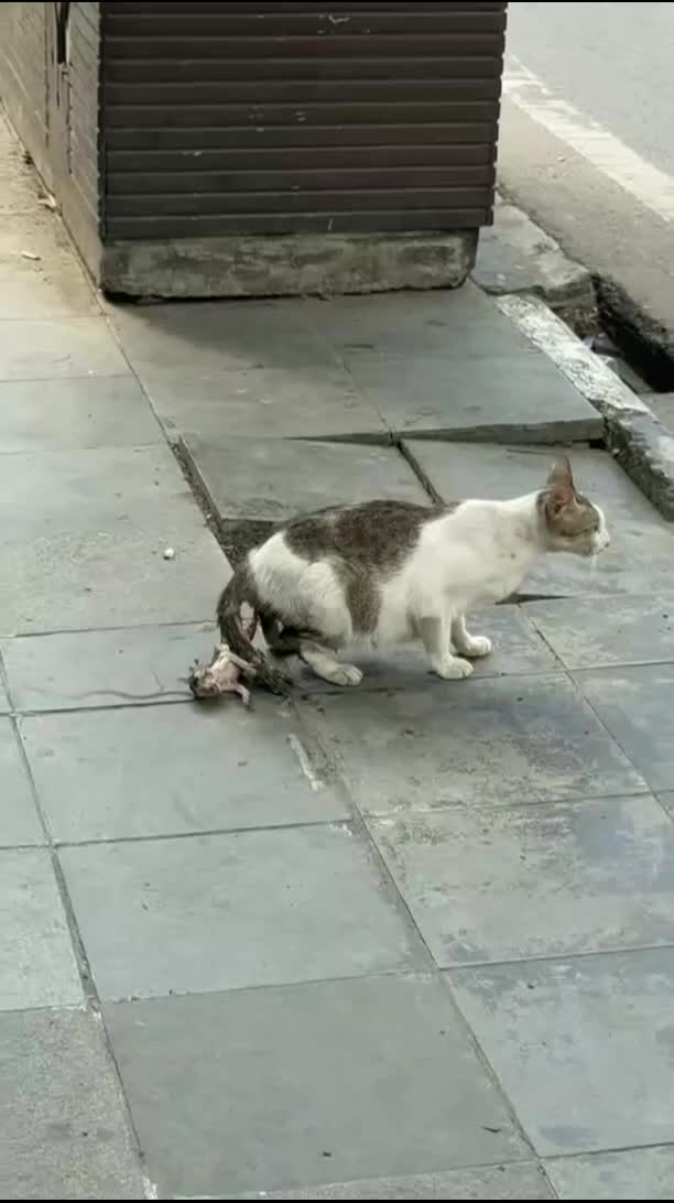 @Community_Animal_Rescue