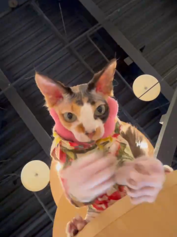 @猫カフェぷちまりーおきなわ北谷店