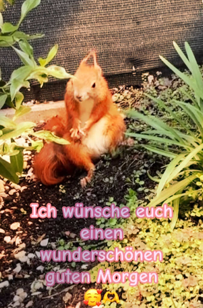 @Jenny&Skippi🐿️ TeamV🐿️u🦔🏰