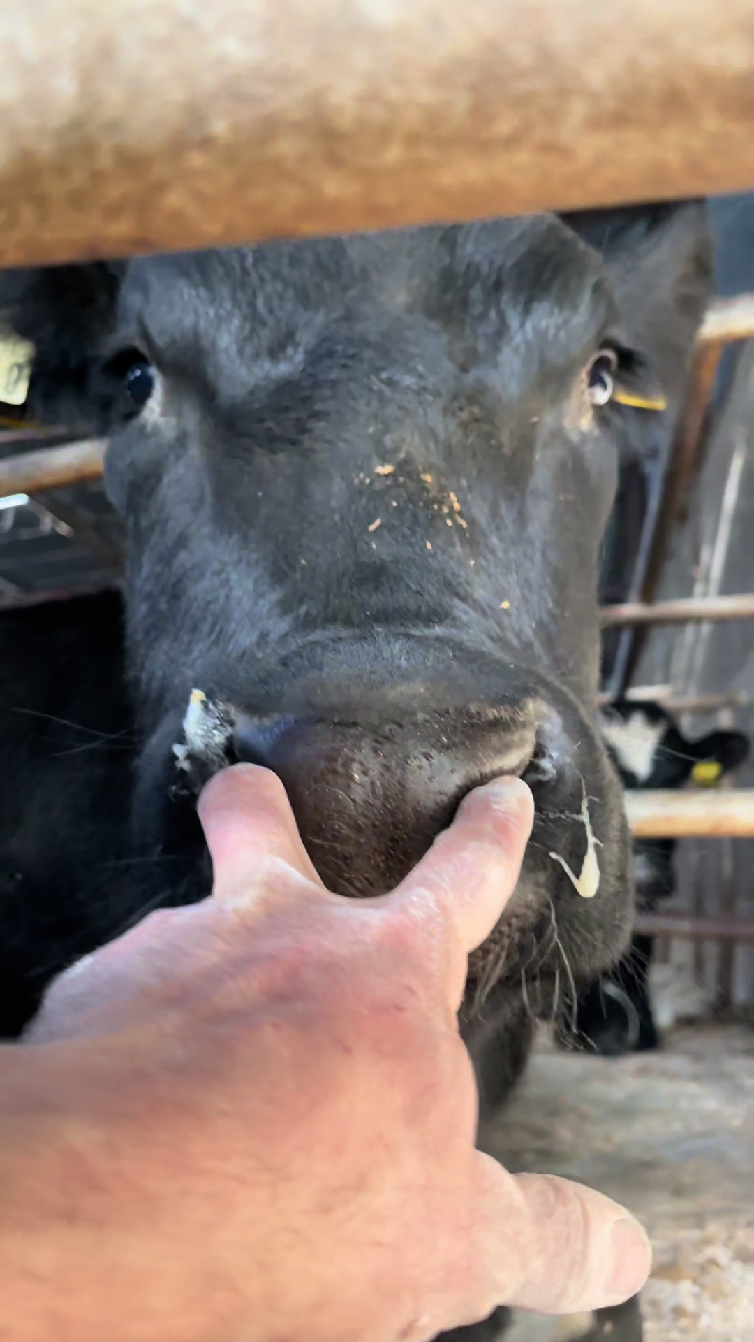 @Cow King 🐮🤴