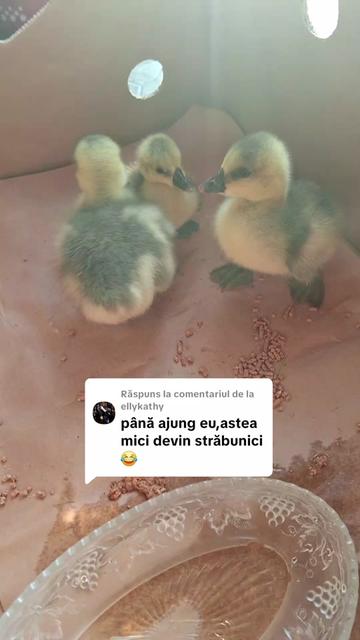 @ê§ââ¬ð«ðŠð¥ð»ANABELLAð»ð¥ðŠð«â¬