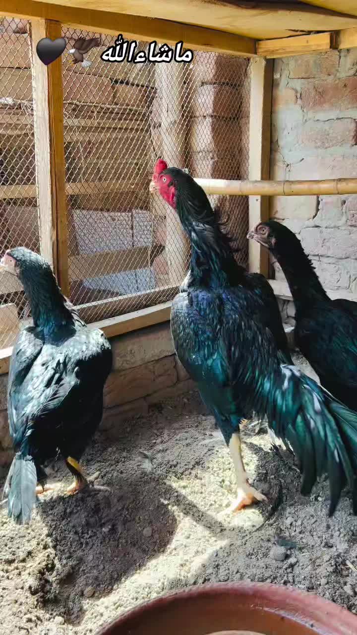 @شوق سرگودھا آ لے دا🔥🦅🐦&zwj;🔥😈