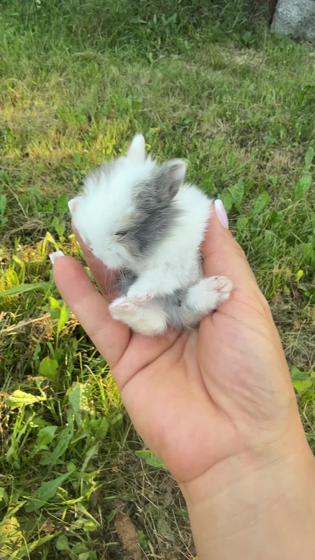 @Cvetirabbitvet