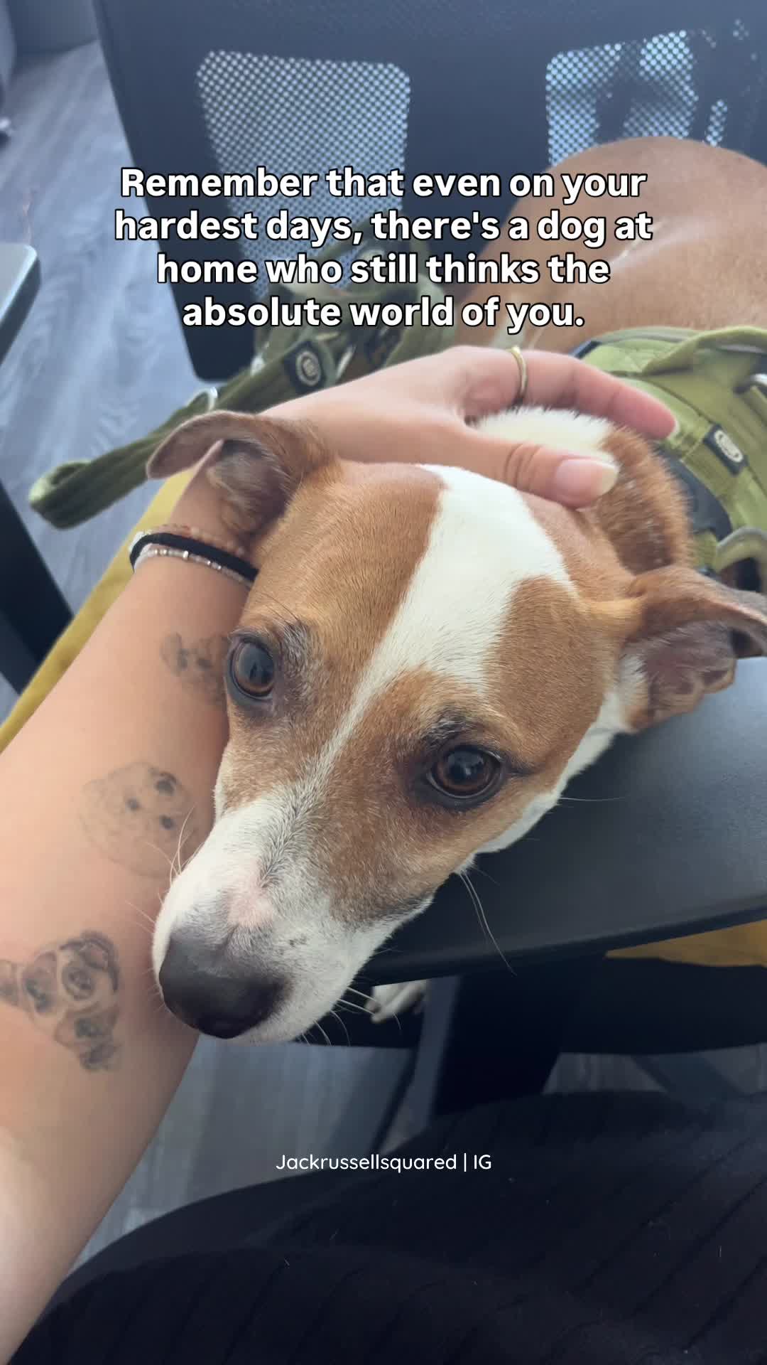 @jackrussellsquared