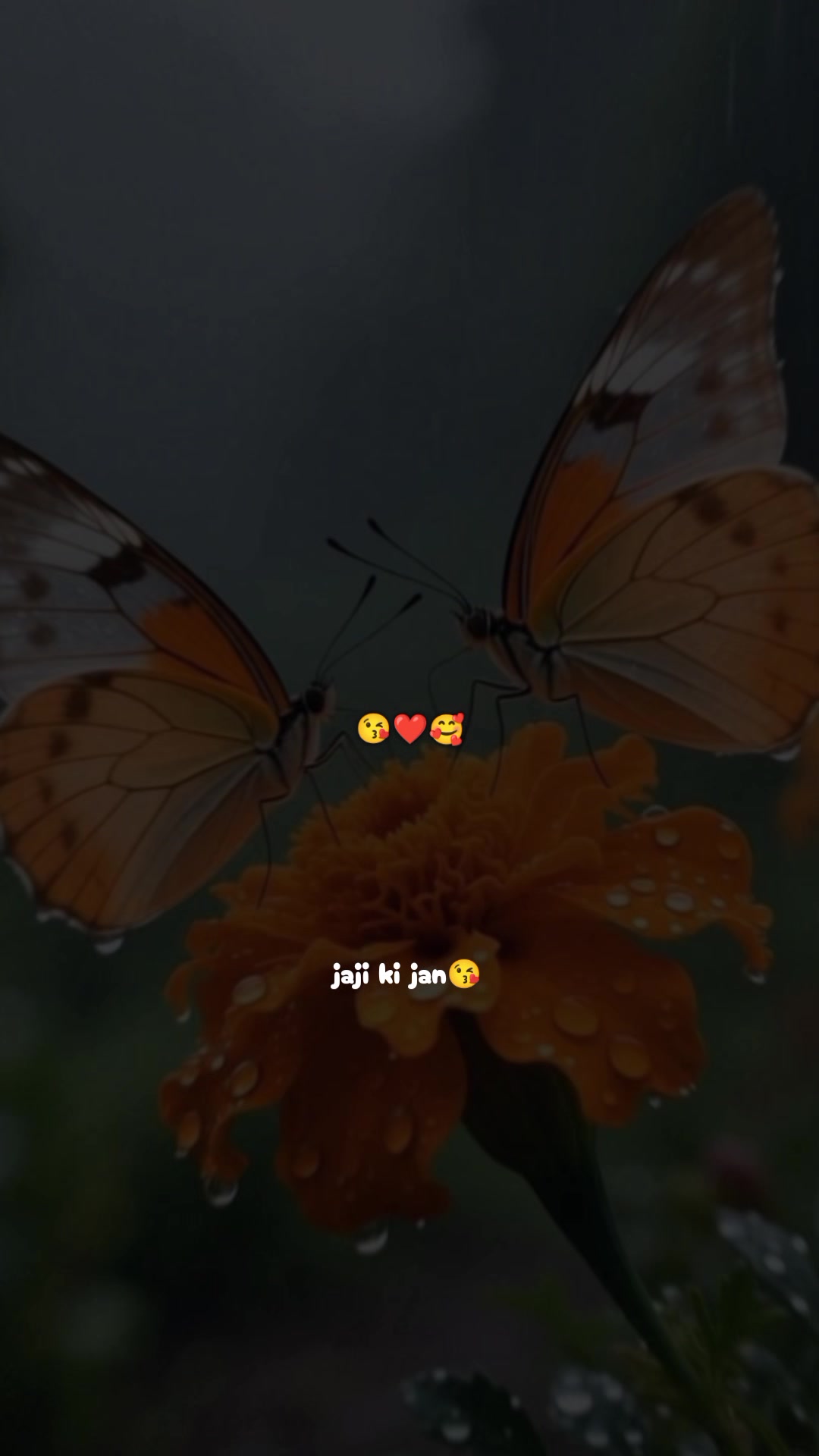 @Jaji ki Jan🥰😘