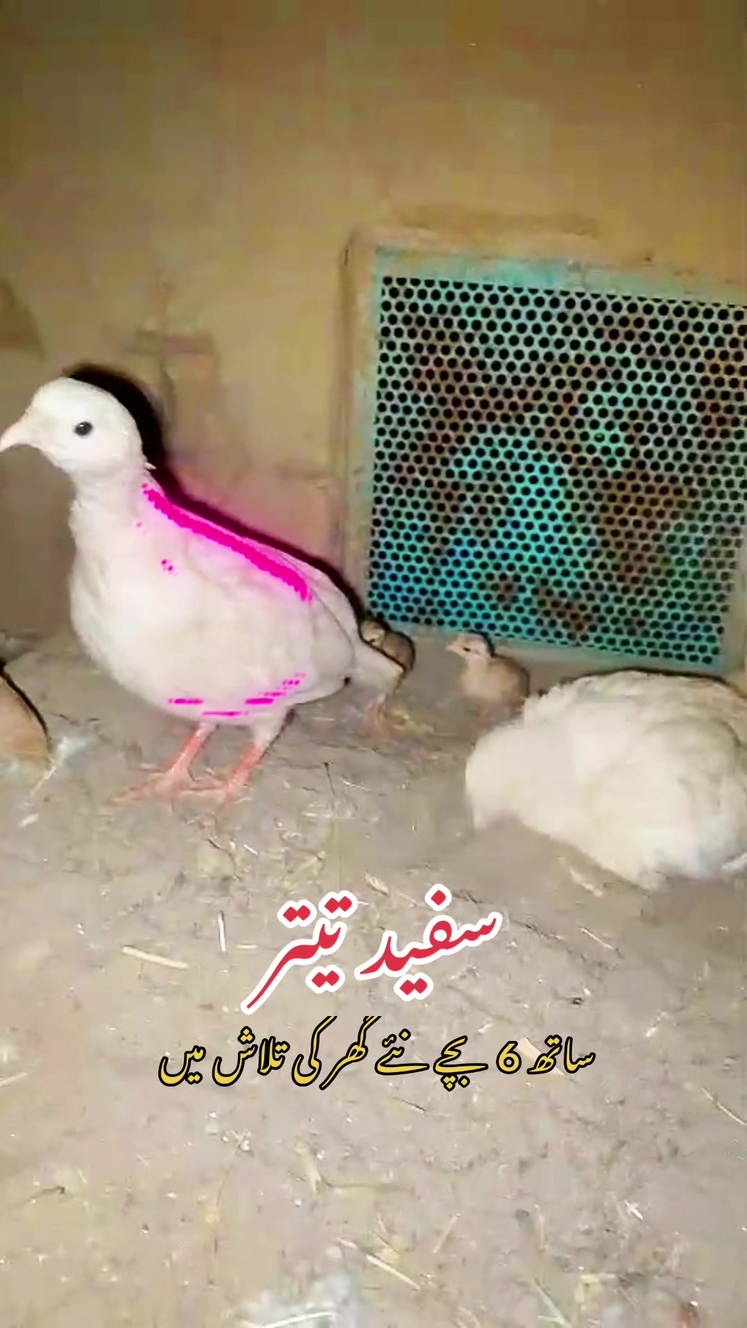 @Rayan Pets Zone