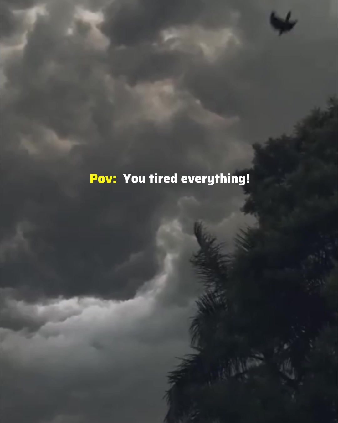 @ʟᴏꜰɪ ᴅʀᴇᴀᴍꜱ