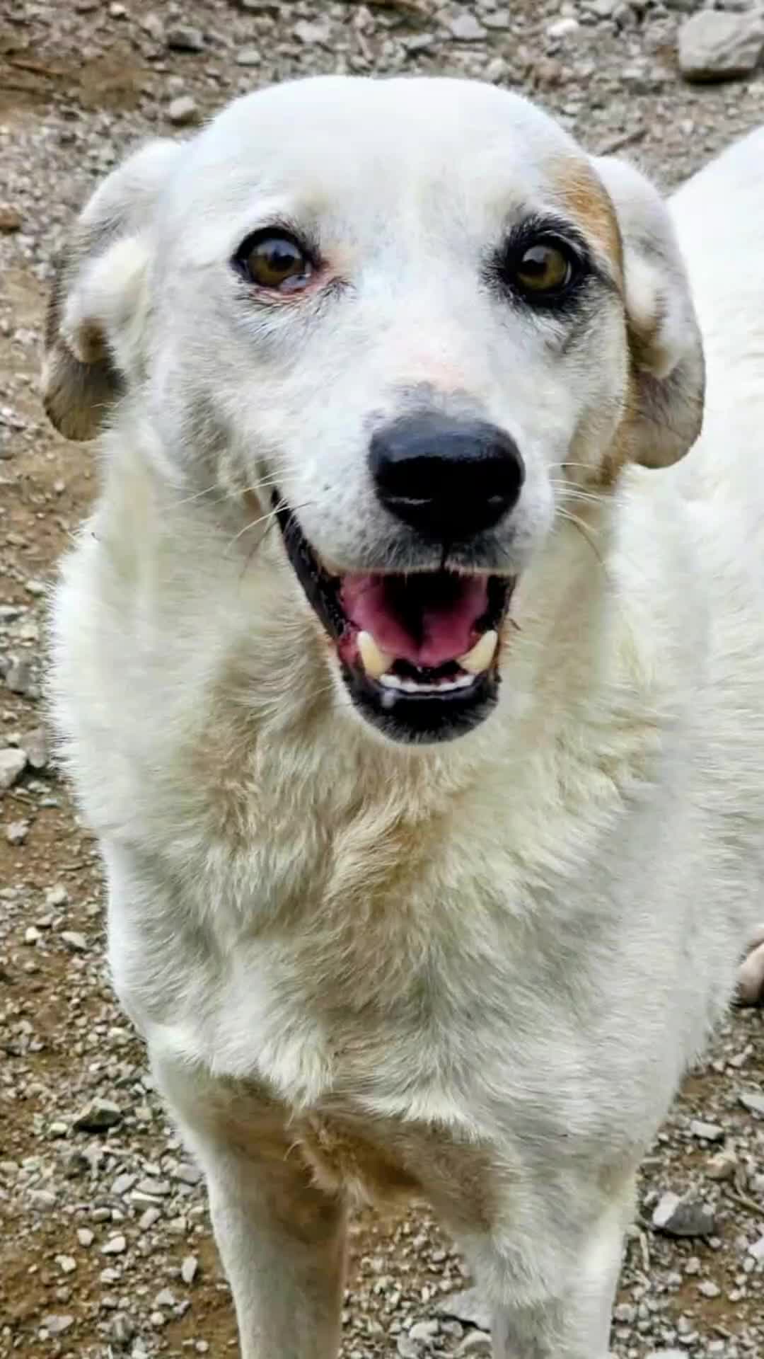 @Greek Animal Rescue