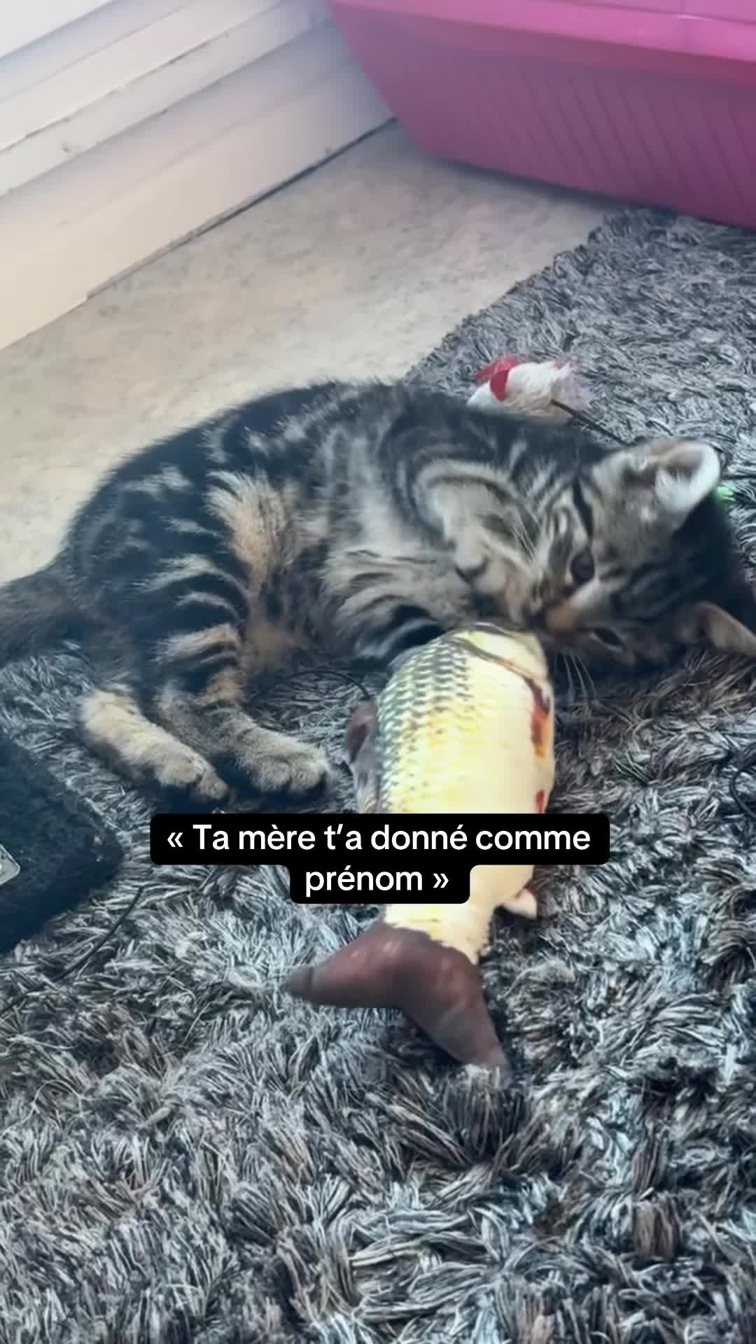 @Had&egrave;s & Zeus 🐱⚡️