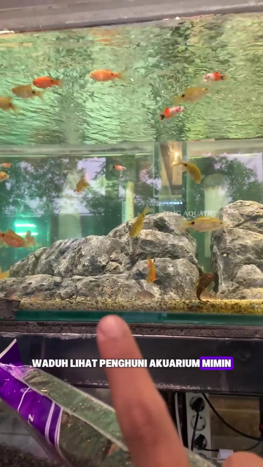 @Zeng Aquatic Indonesia