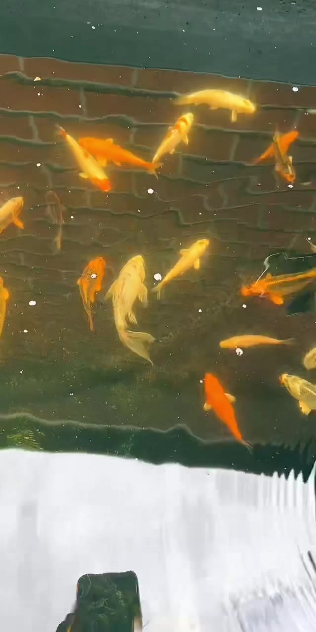 @Kev’s Koi