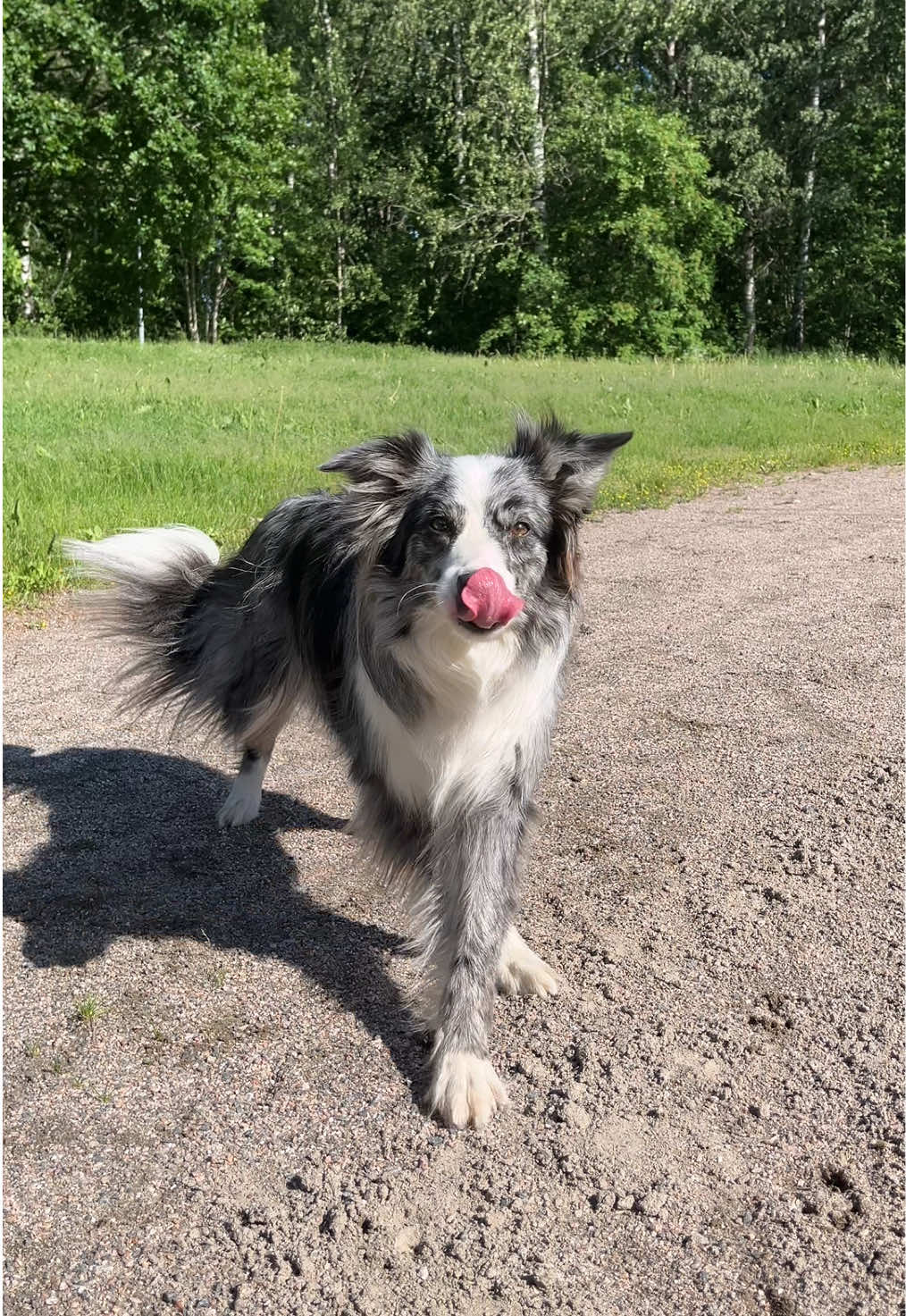 @bordercollieMuse
