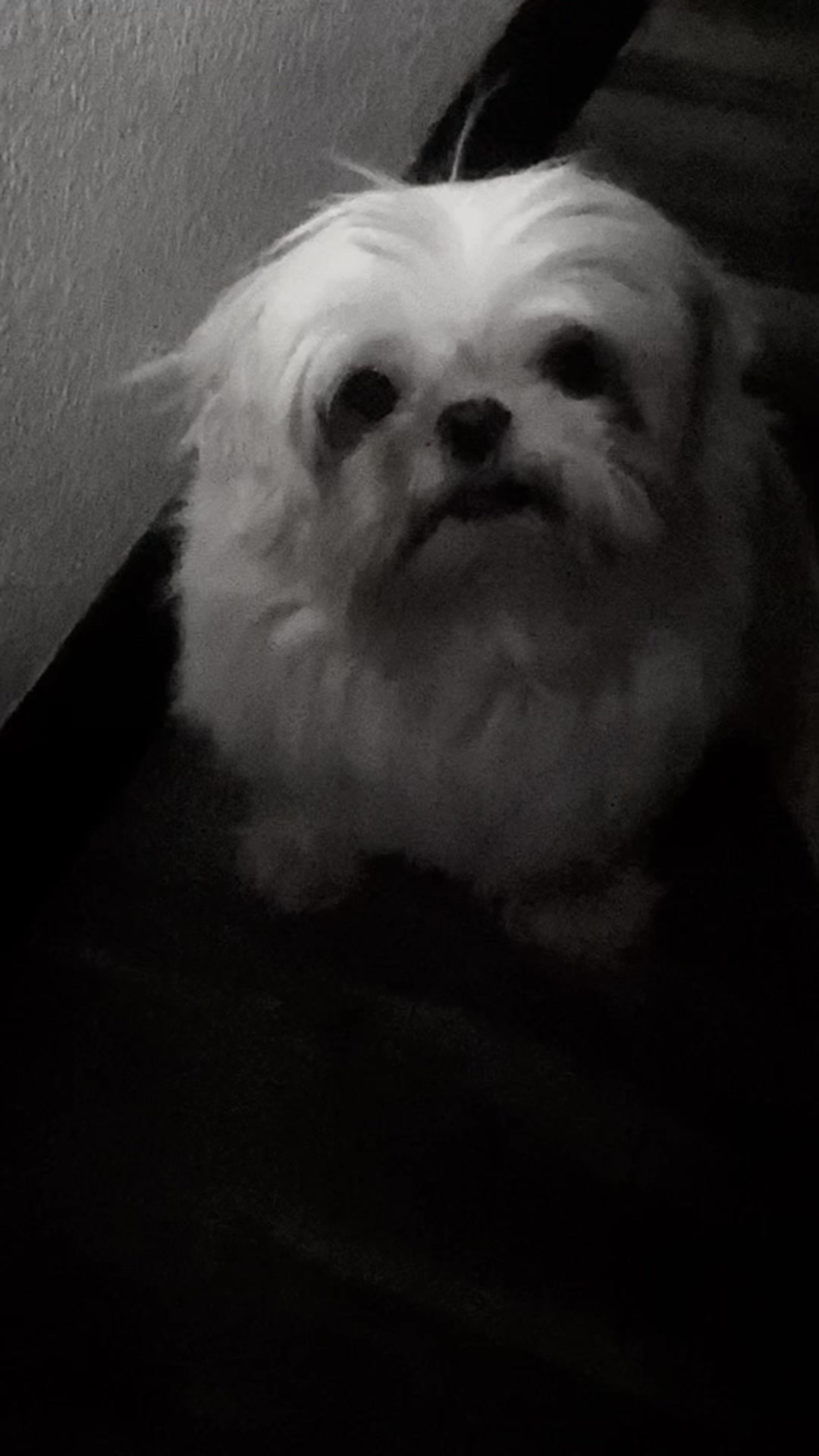 @2many.mutts