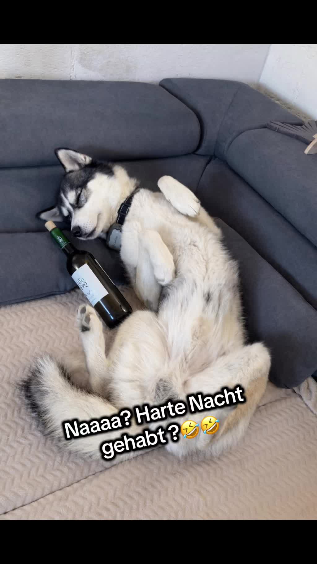 @HuskyShow